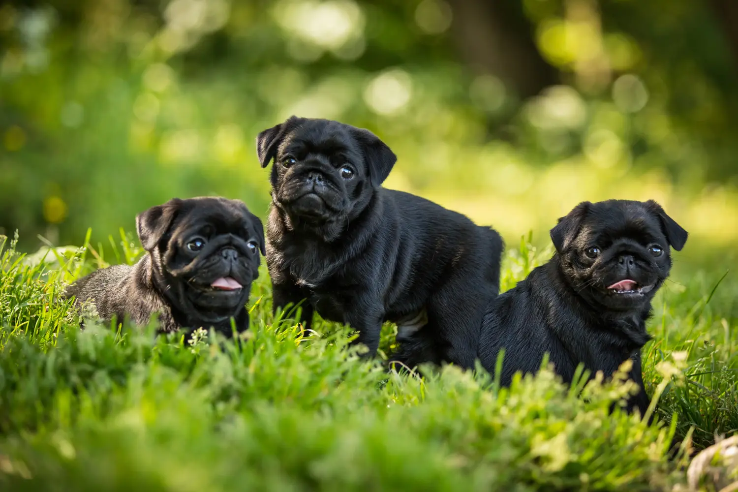 Buying a pug puppy means taking responsibility! Buy pug puppies.