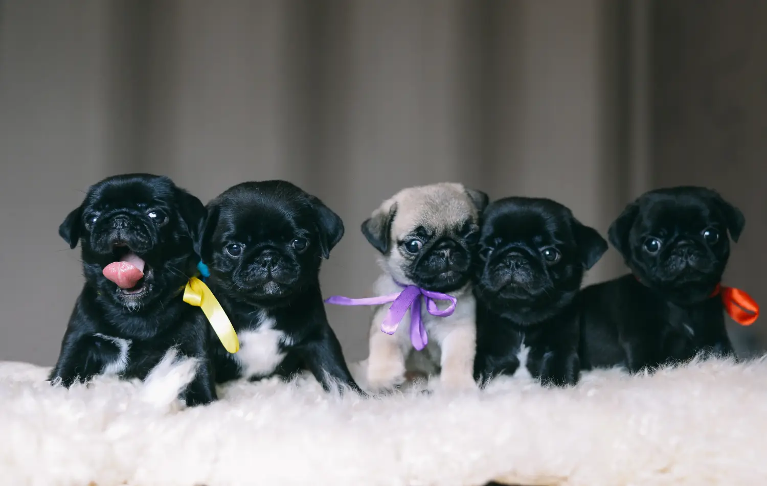 Buying a pug puppy means taking responsibility! Buy pug puppies.