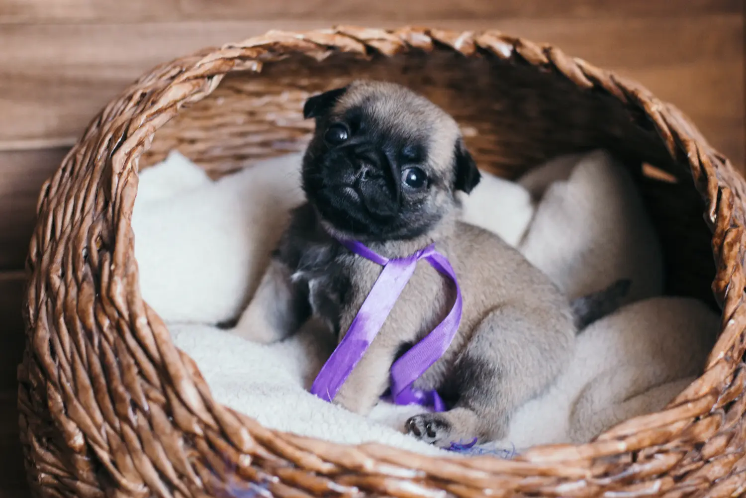 Buying a pug puppy means taking responsibility! Buy pug puppies.
