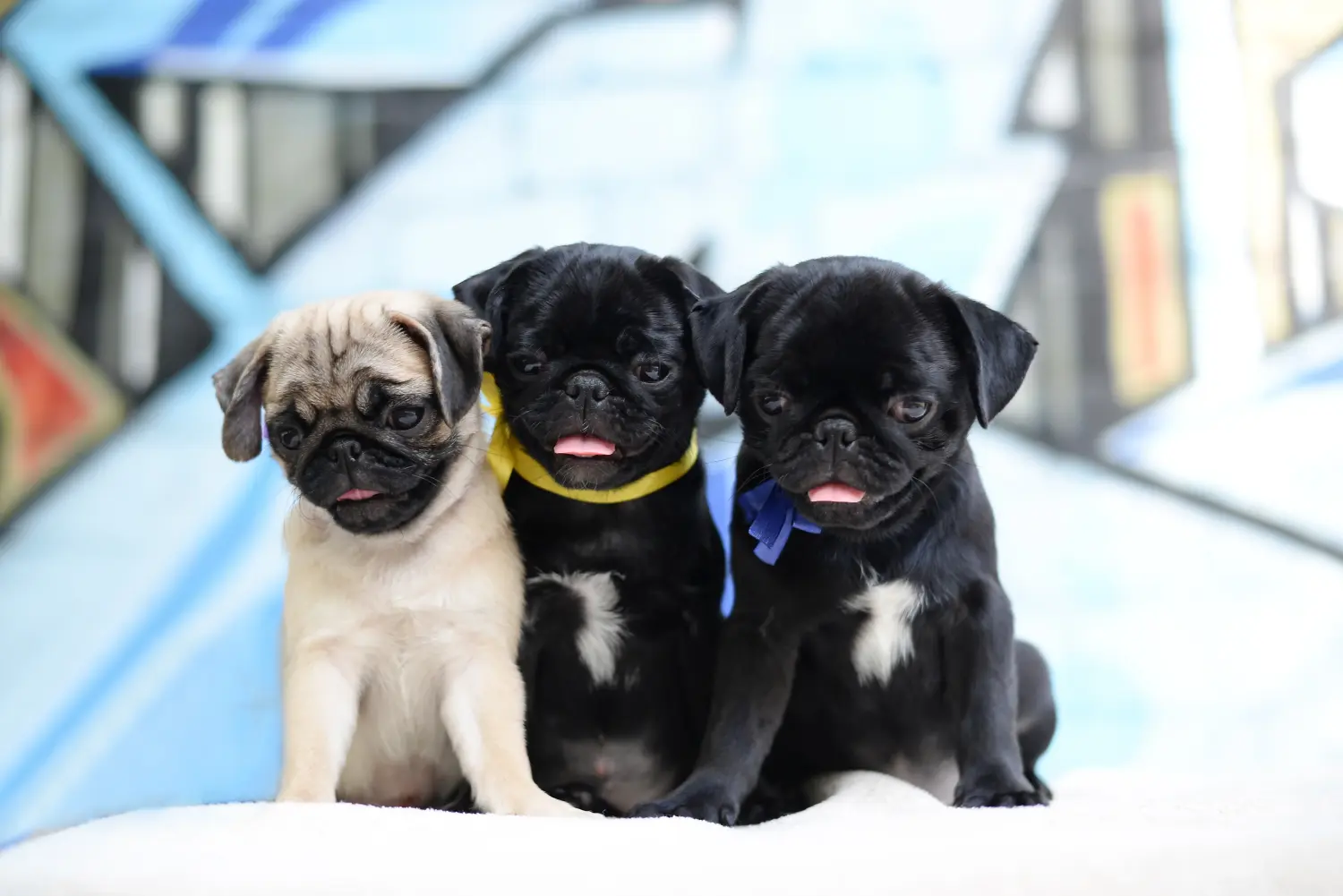 Buying a pug puppy means taking responsibility! Buy pug puppies.
