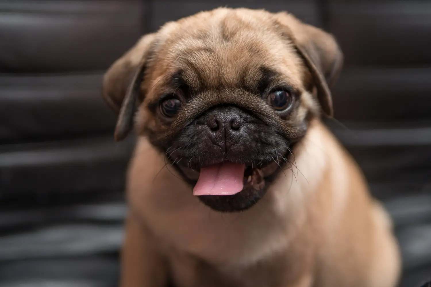 Buying a pug puppy means taking responsibility! Buy pug puppies.
