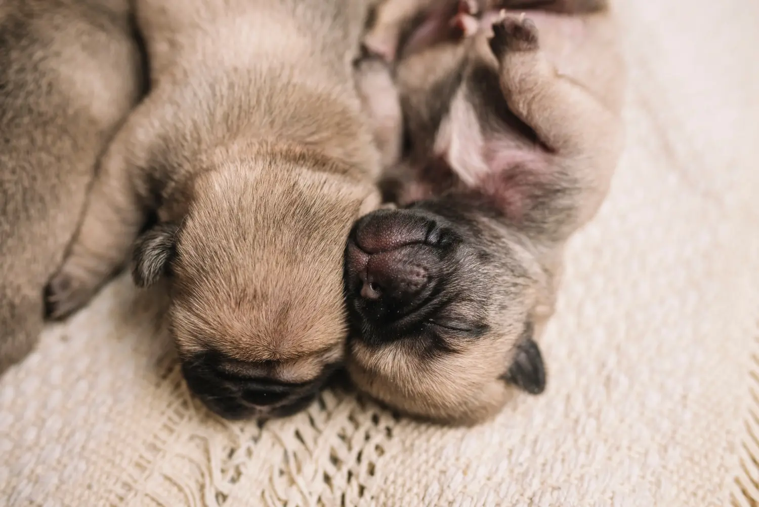 Buying a pug puppy means taking responsibility! Buy pug puppies.