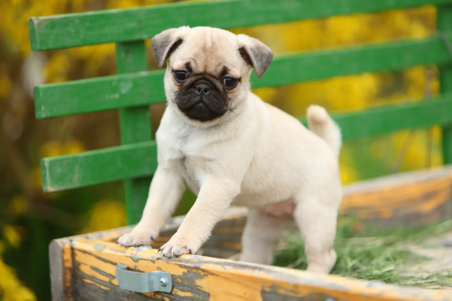 Buying a pug puppy means taking responsibility! Buy pug puppies.