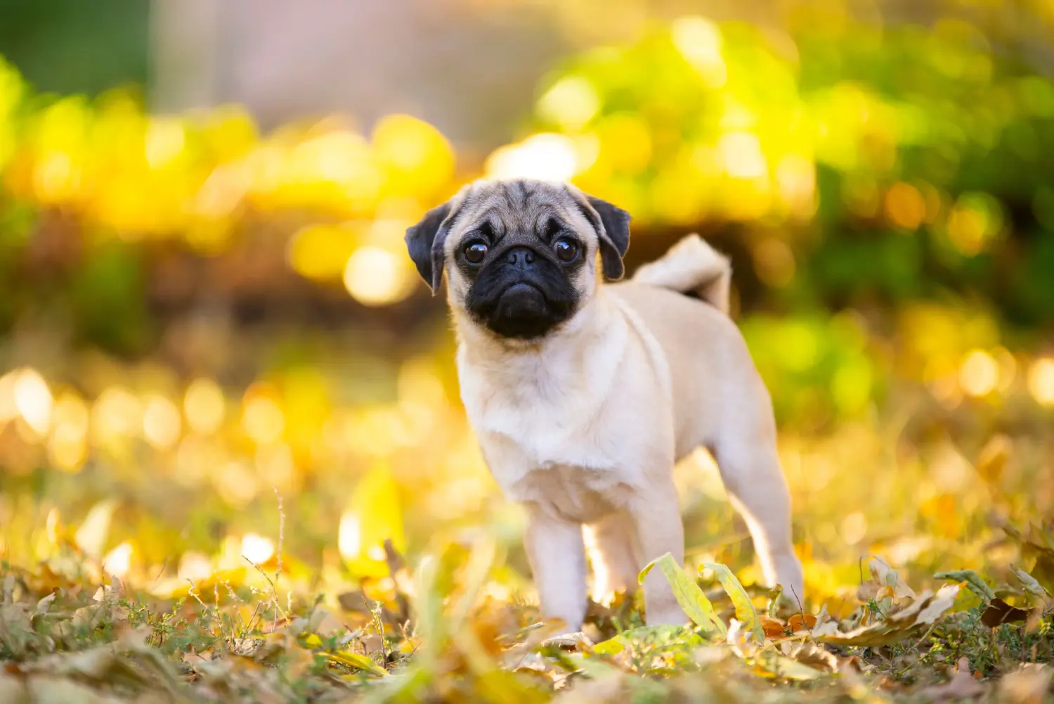 Buying a pug puppy means taking responsibility! Buy pug puppies.