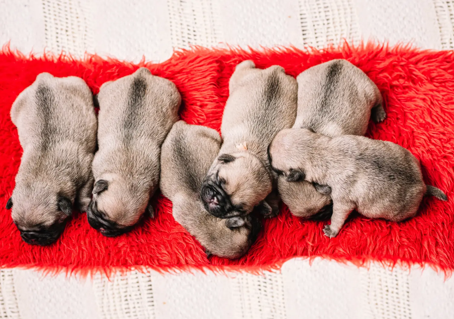 Buying a pug puppy means taking responsibility! Buy pug puppies.