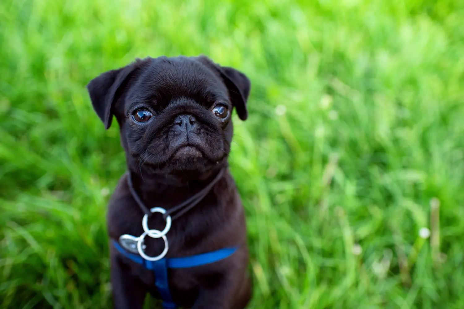 Buying a pug puppy means taking responsibility! Buy pug puppies.