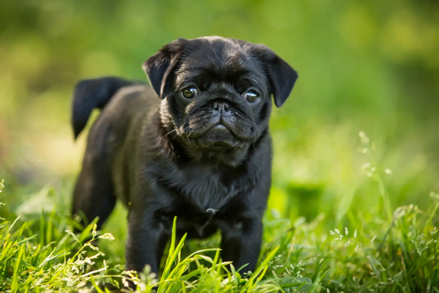 Buying a pug puppy means taking responsibility! Buy pug puppies.