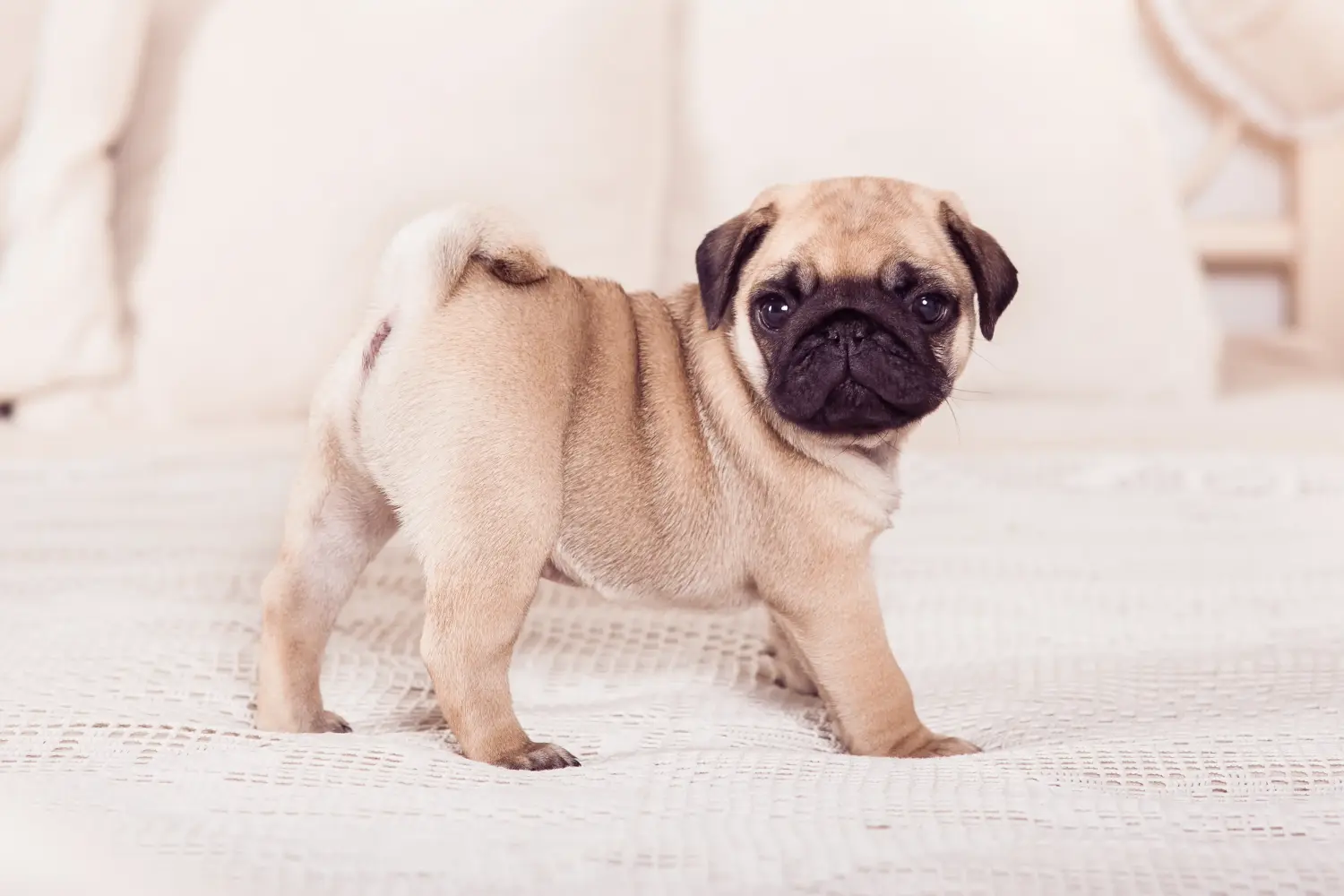 Buying a pug puppy means taking responsibility! Buy pug puppies.