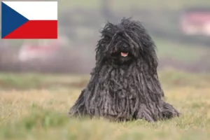 Read more about the article Puli breeders and puppies in the Czech Republic
