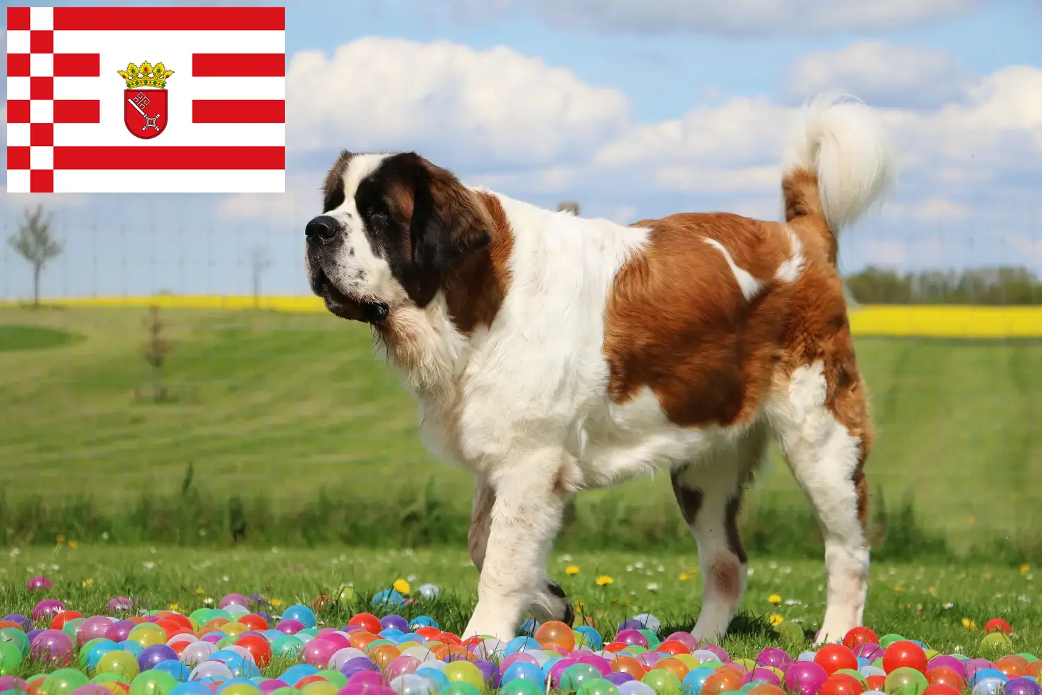 Saint Bernard puppies and breeders Bremen Here you can find Saint Bernard breeders in Bremen.