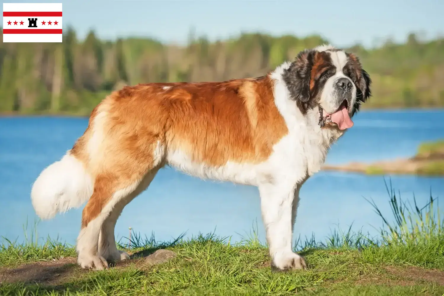 Saint Bernard puppies and breeders Drenthe Here you can find Saint Bernard breeders in Drenthe.