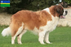 Read more about the article Saint Bernard breeders and puppies in Flevoland
