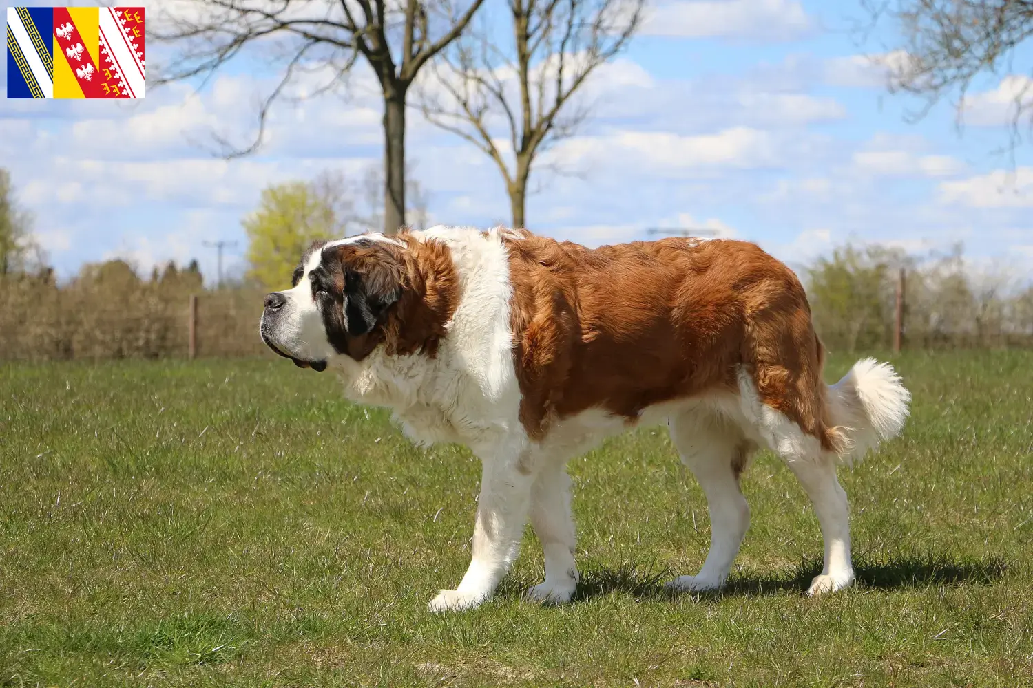 Saint Bernard puppies and breeder Grand Est Find Saint Bernard breeders in Grand Est.