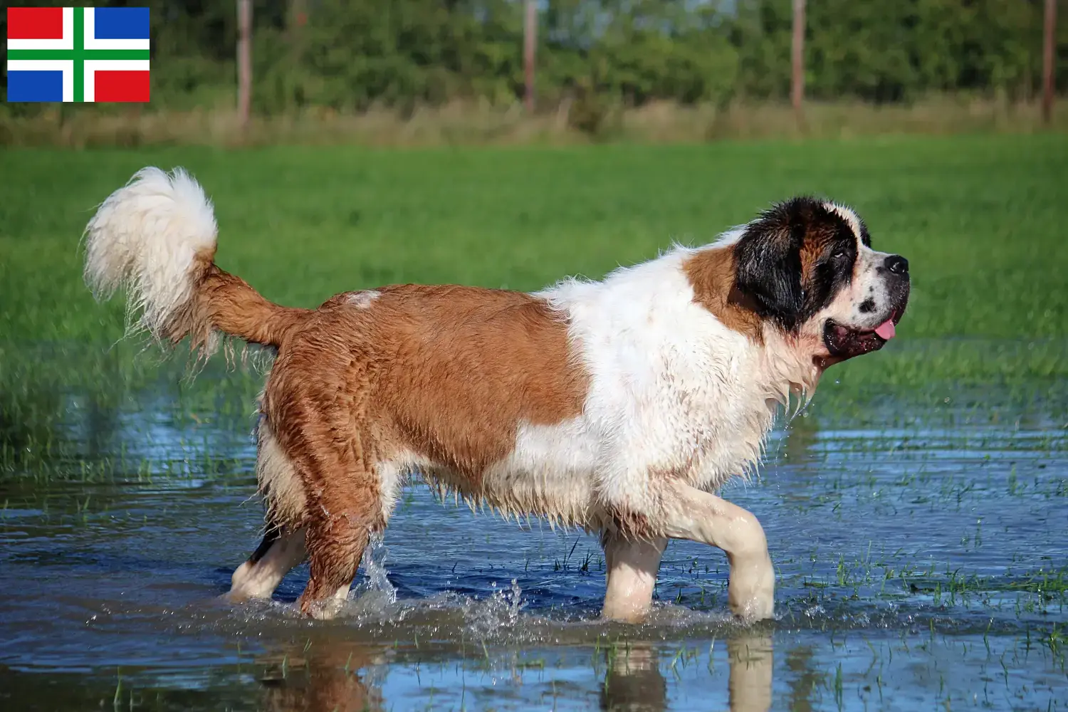Saint Bernard puppies and breeders Groningen Here you can find Saint Bernard breeders in Groningen.