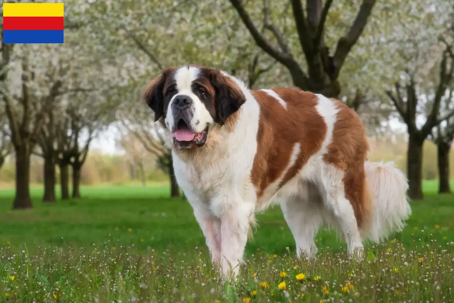 Saint Bernard puppies and breeders North Holland Here you can find Saint Bernard breeders in North Holland.