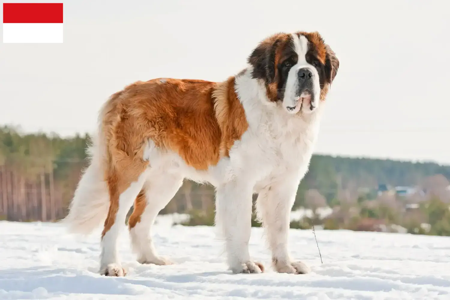Saint Bernard puppies and breeders Vienna Here you can find Saint Bernard breeders in Vienna.