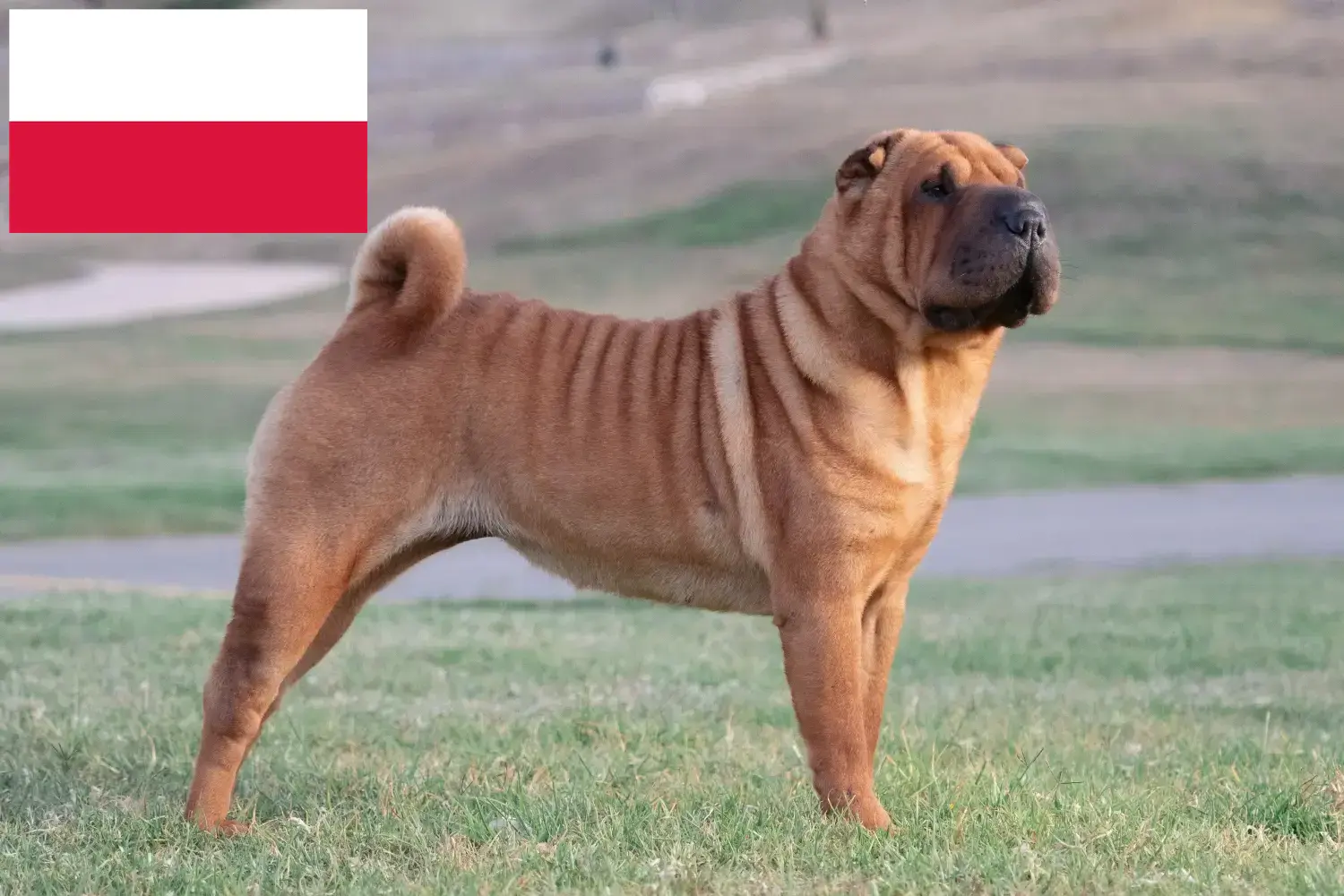 Shar-Pei puppies and breeders Poland Find Shar-Pei breeders in Poland here.