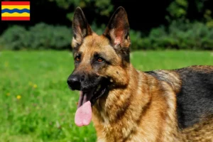 Read more about the article Sheepdog breeders and puppies in Overijssel