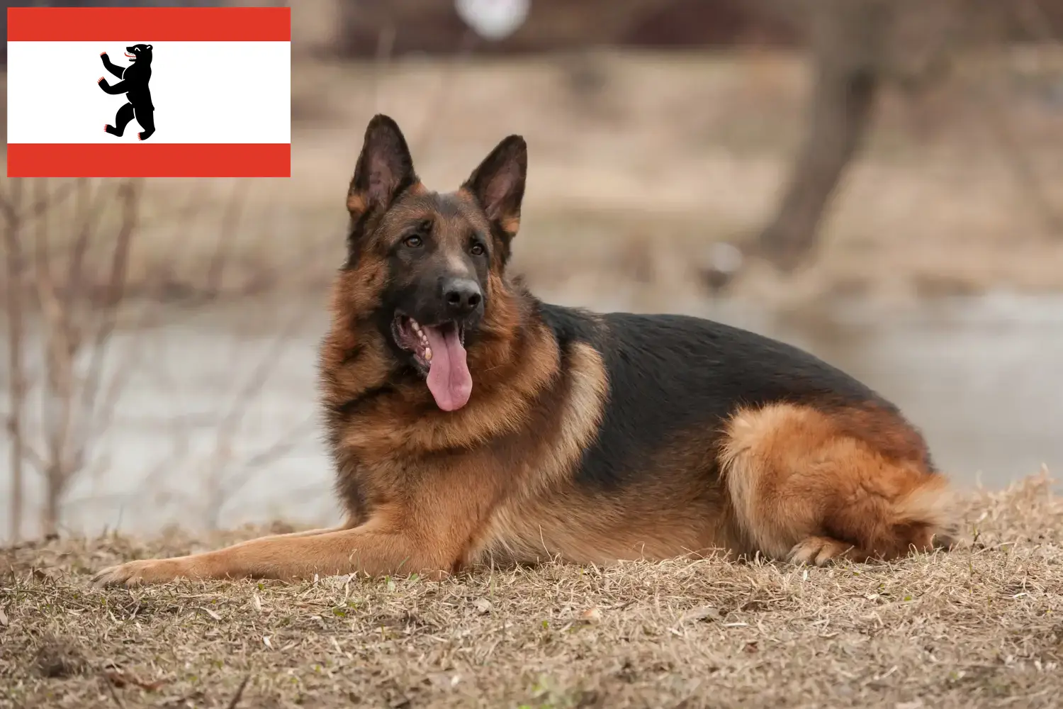 Shepherd puppies and breeders Berlin Here you can find German Shepherd Dog breeders in Berlin.