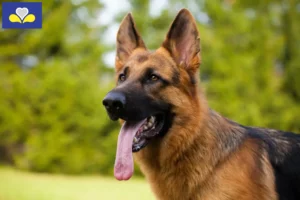 Read more about the article Sheepdog breeders and puppies in the Brussels-Capital Region