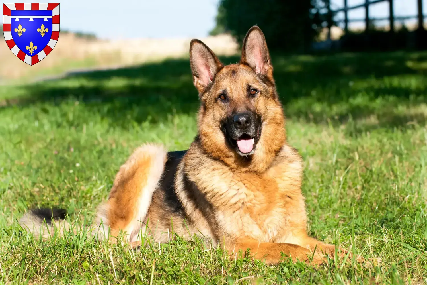 Sheepdog puppies and breeders Centre-Val de Loire Find here sheepdog breeders in Centre-Val de Loire.