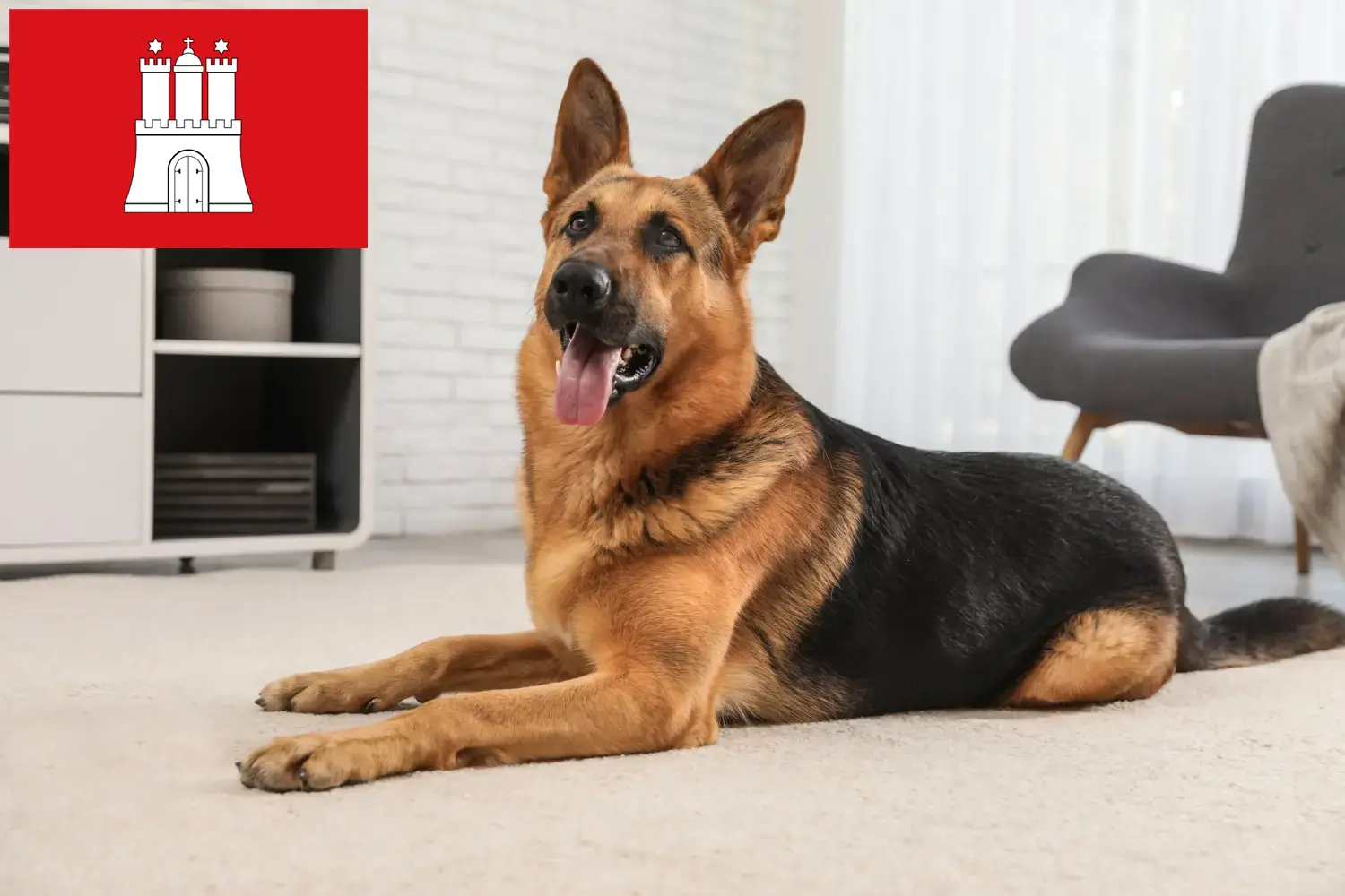Shepherd dog puppies and breeders Hamburg Here you can find German Shepherd Dog breeders in Hamburg.