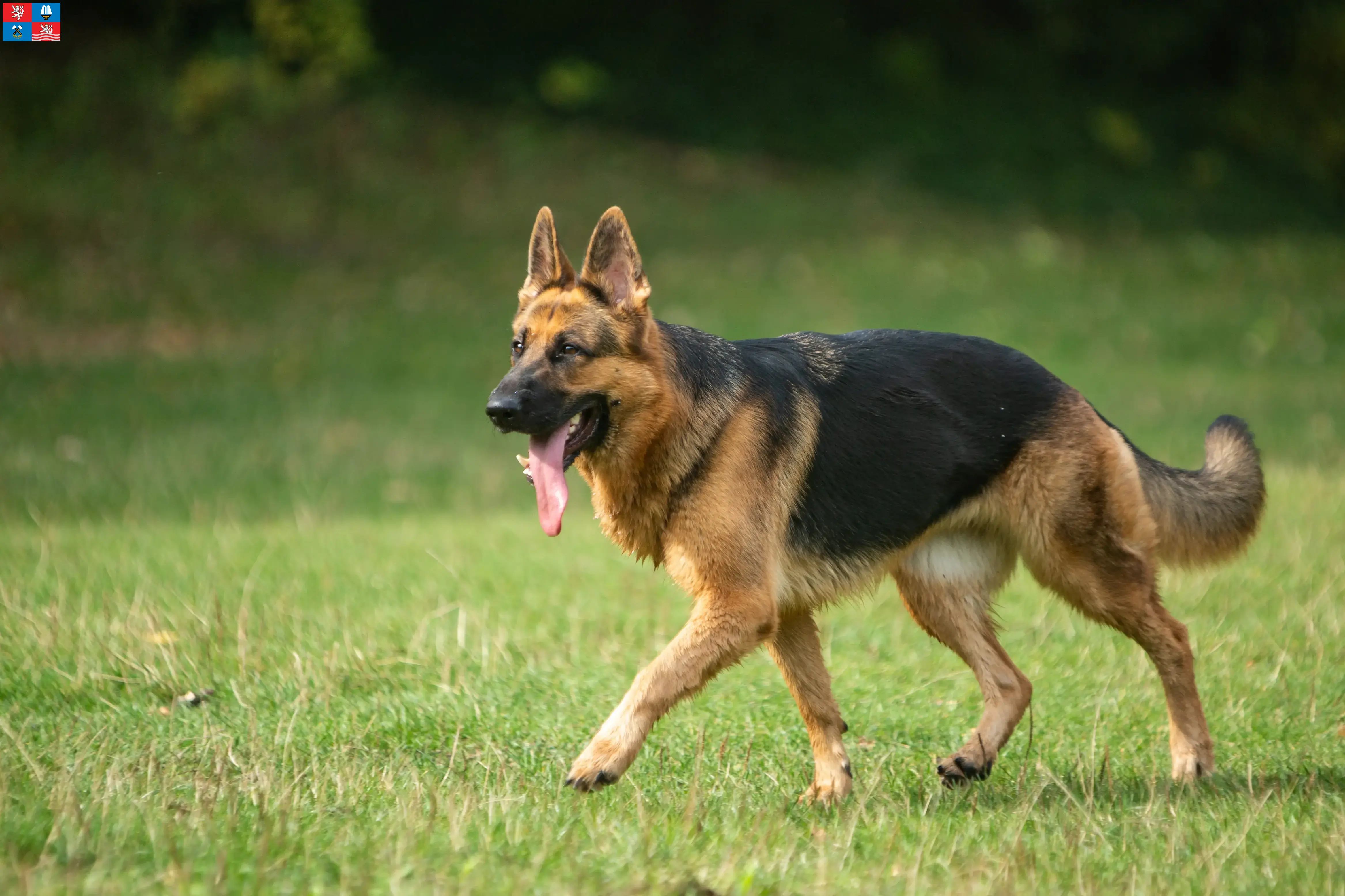 Shepherd puppies and breeders Karlsbad Here you can find German Shepherd Dog breeders in Karlsbad.