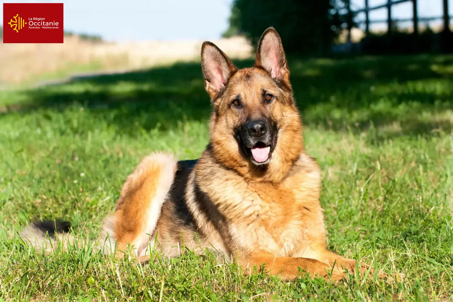 Sheepdog puppies and breeders Occitania Here you can find sheepdog breeders in Occitania.
