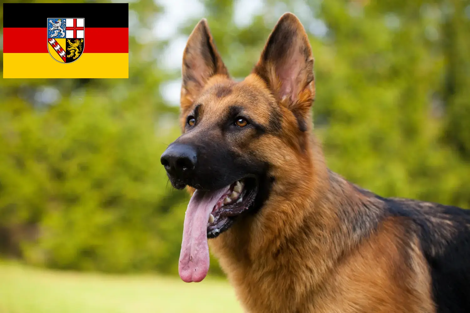Shepherd dog puppies and breeders Saarland Here you can find German Shepherd Dog breeders im Saarland.