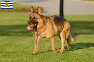 Read more about the article Sheepdog breeders and puppies in Zeeland