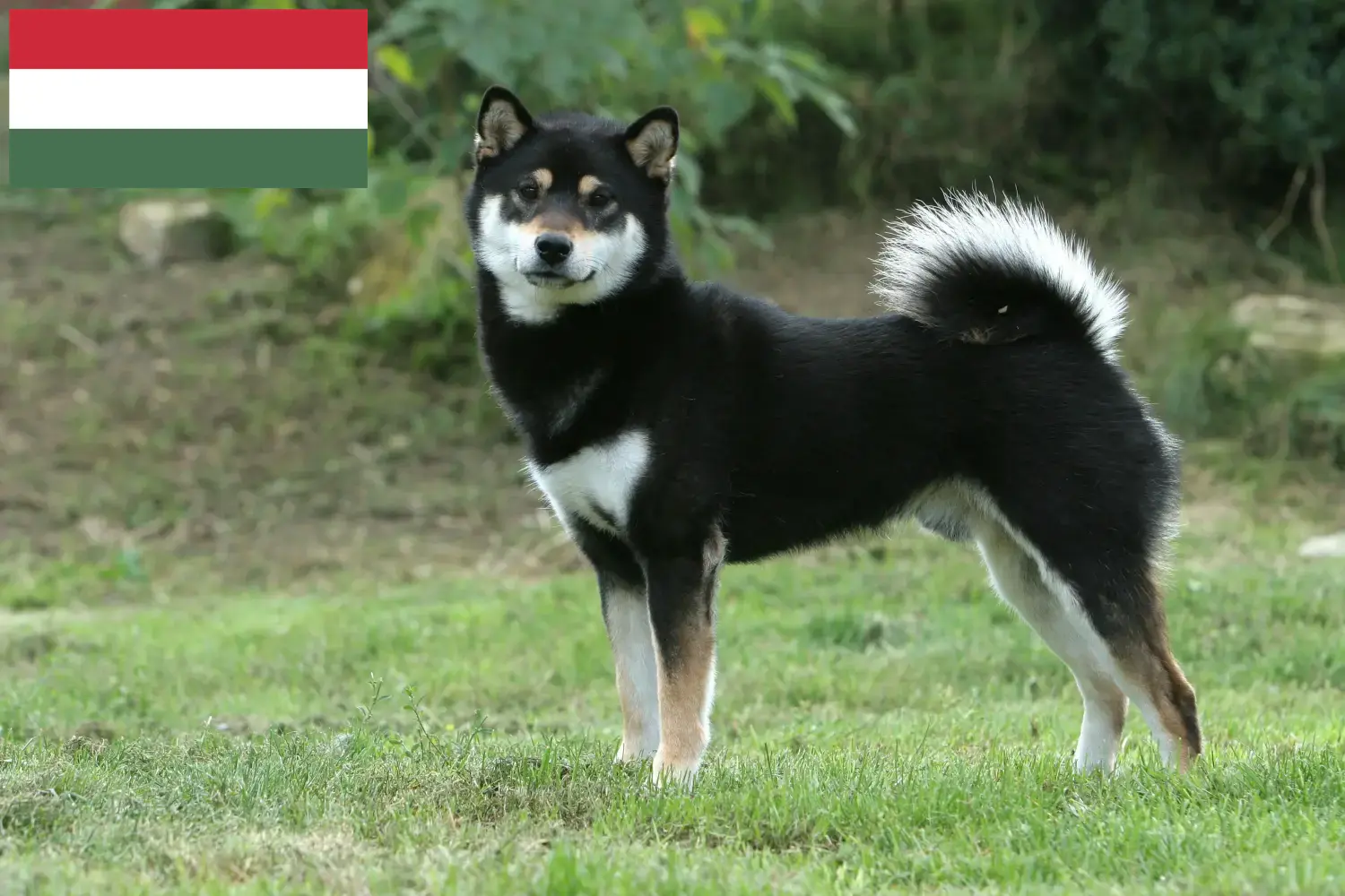 Shiba puppies and breeders Hungary Here you can find Shibas breeders in Hungary.