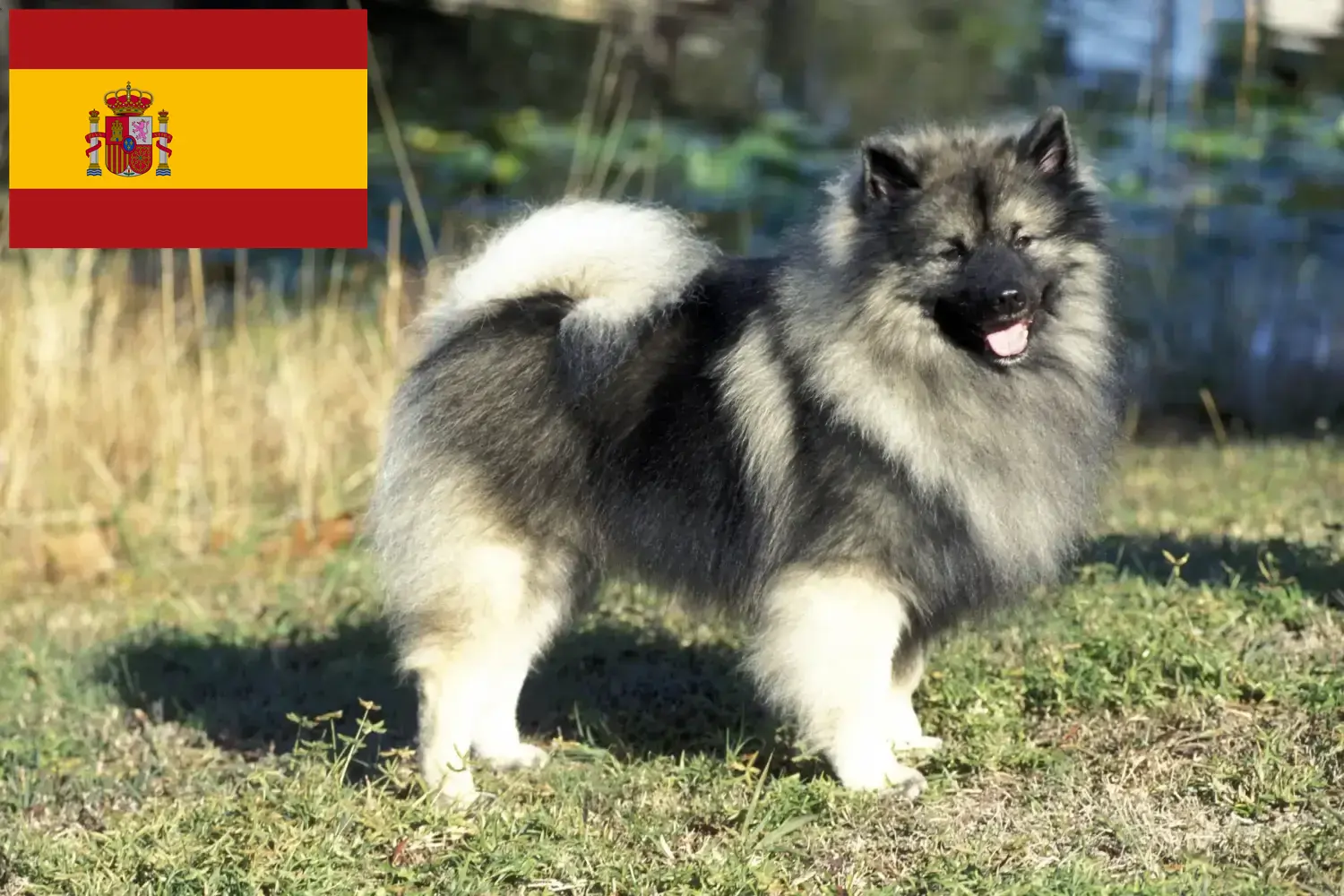 Spitz puppies and breeders Spain Here you can find top breeders in Spain.