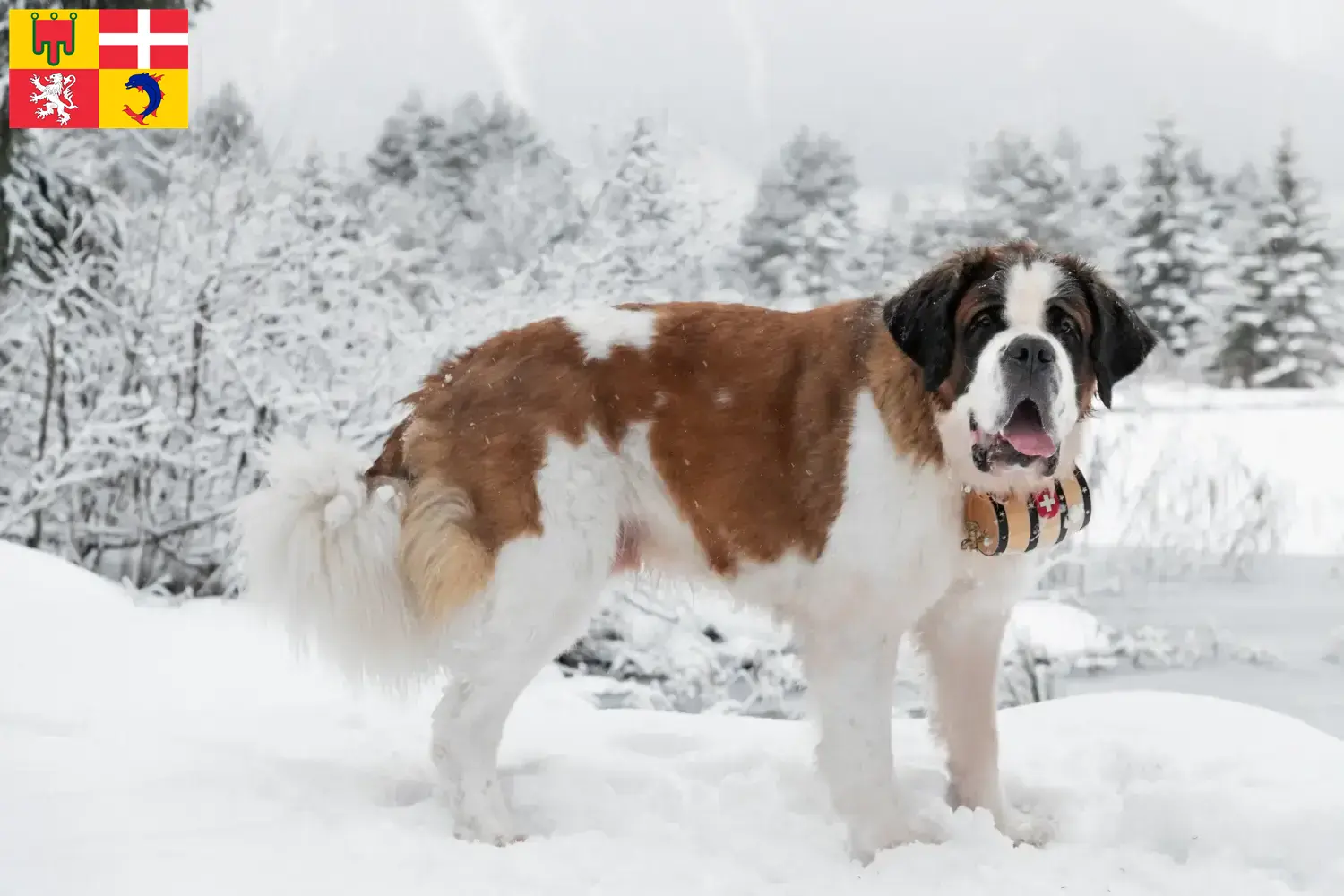 Saint Bernard puppies and breeders Auvergne-Rhône-Alpes Find St. Bernard breeders in Auvergne-Rhône-Alpes.