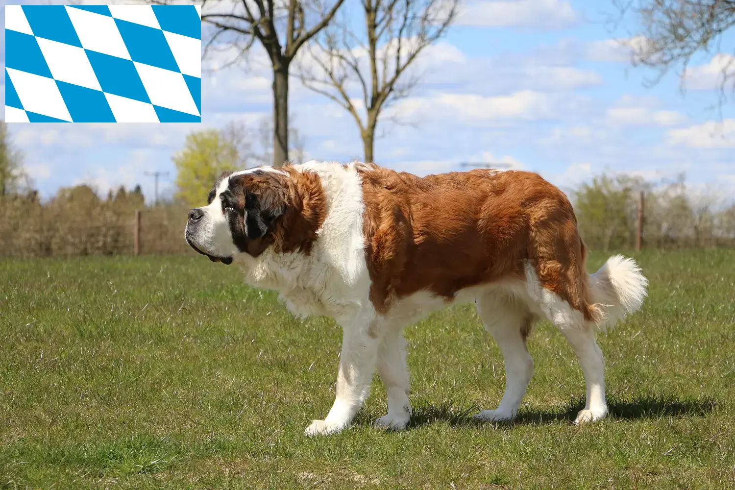Saint Bernard puppies and breeders Bavaria Here you can find Saint Bernard breeders in Bavaria.