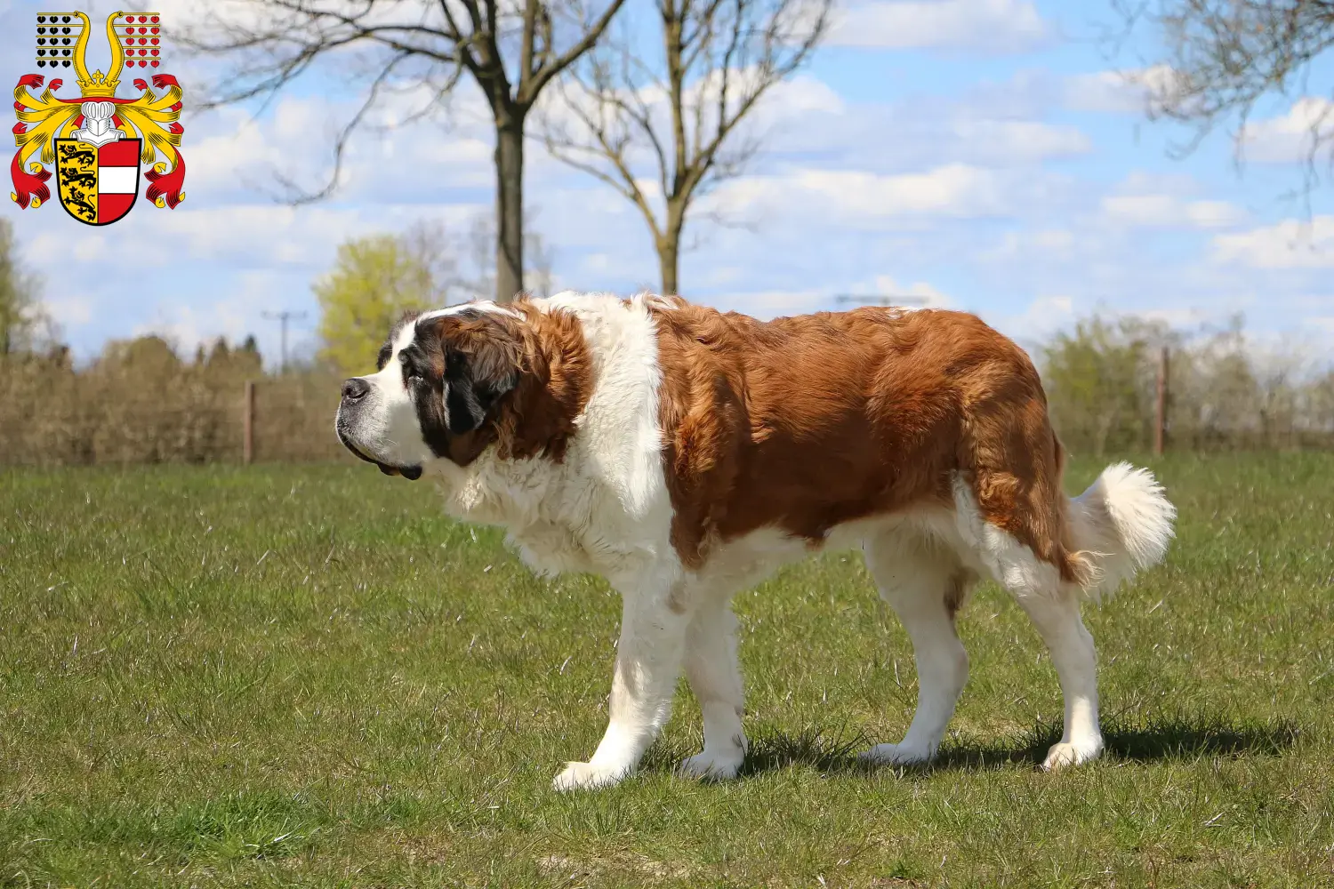 St. Bernard puppies and breeders Carinthia Here you can find Saint Bernard breeders in Carinthia.