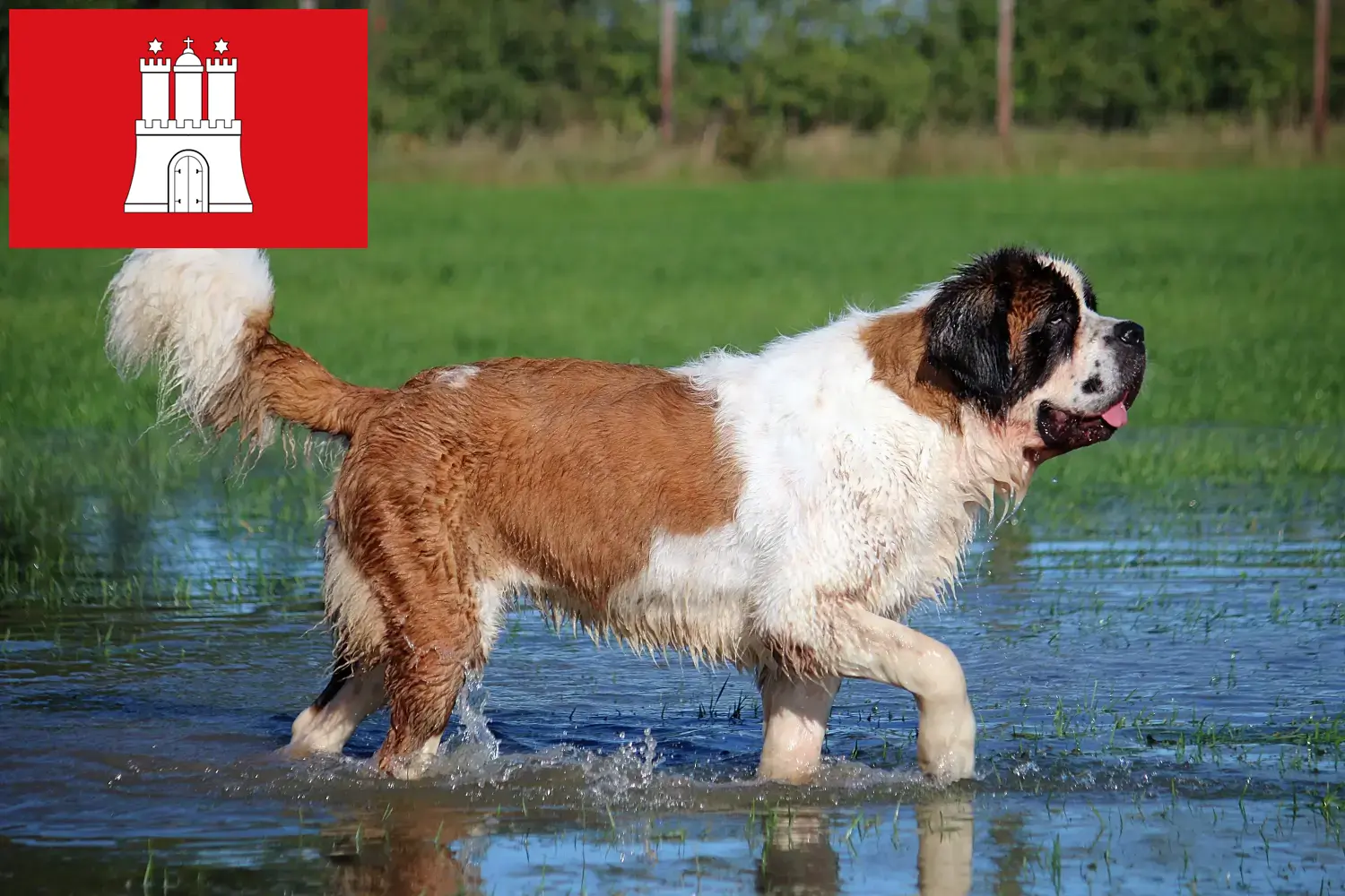 Read more about the article Saint Bernard breeders and puppies in Hamburg
