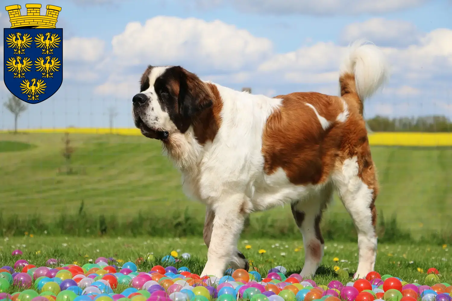 Saint Bernard puppies and breeders Lower Austria Here you can find Saint Bernard breeders in Lower Austria.