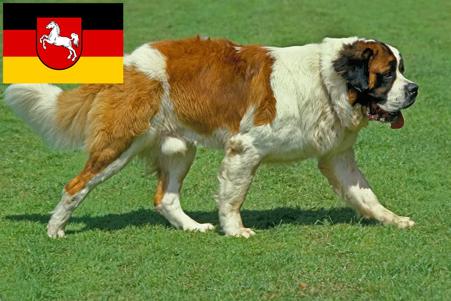 Saint Bernard puppies and breeders Lower Saxony Here you can find Saint Bernard breeders in Lower Saxony.