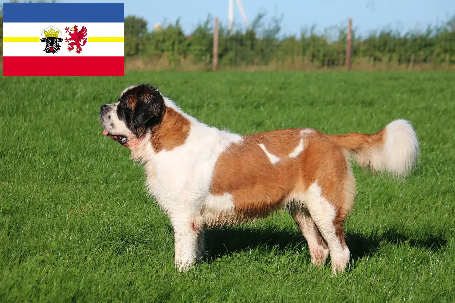 Saint Bernard puppies and breeders Mecklenburg-Vorpommern Here you can find Saint Bernard breeders in Mecklenburg-Vorpommern.