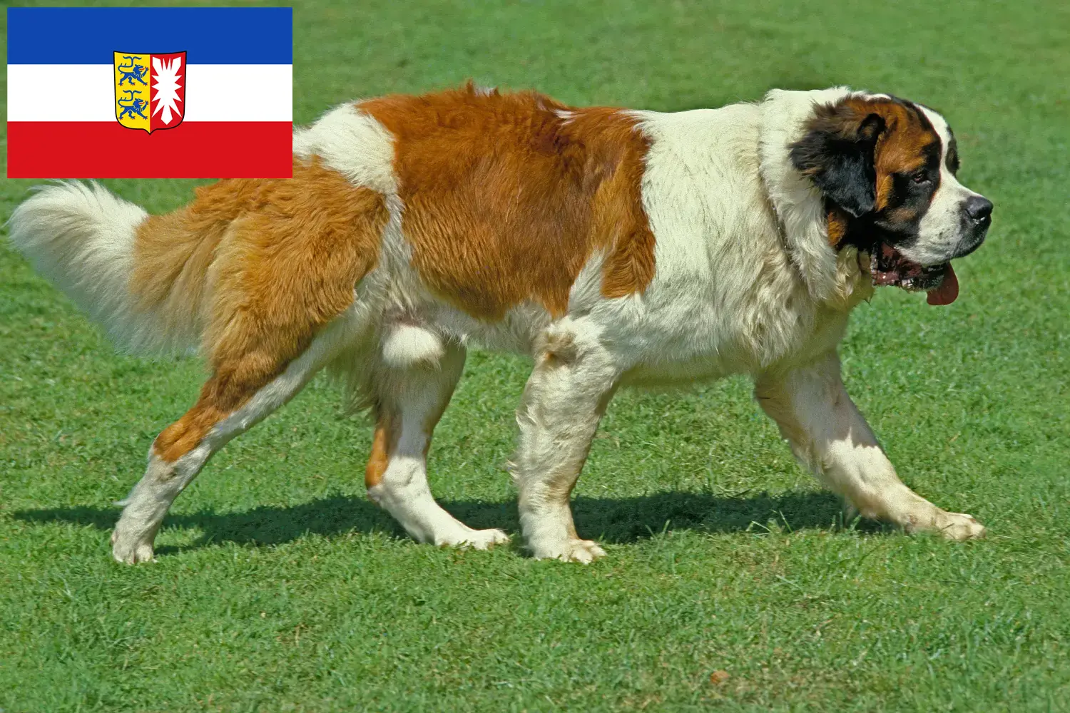 Saint Bernard puppies and breeders Schleswig-Holstein Here you can find Saint Bernard breeders in Schleswig-Holstein.