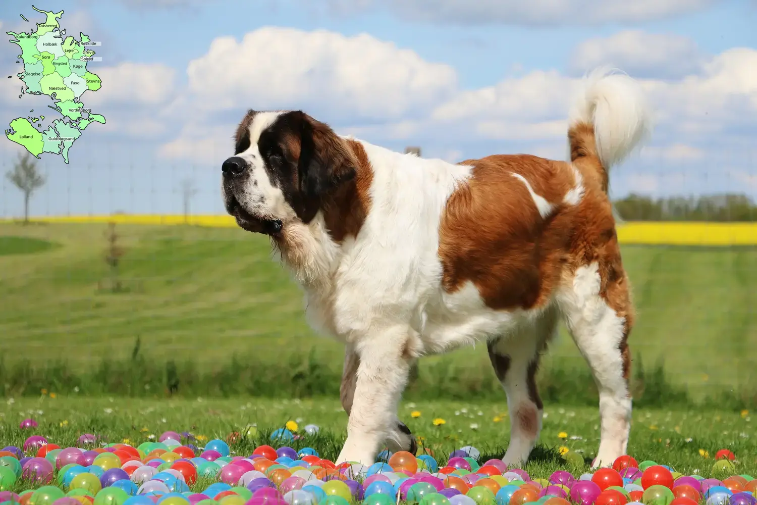 Saint Bernard puppies and breeders Sjælland Here you can find Saint Bernard breeders in Sjælland.