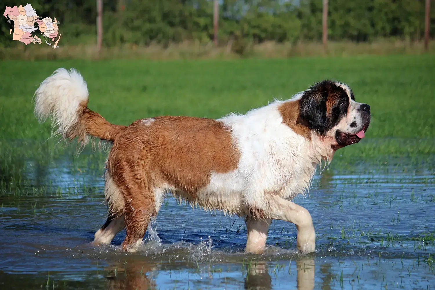 Saint Bernard puppies and breeders Syddanmark Find St. Bernard breeders in Syddanmark.