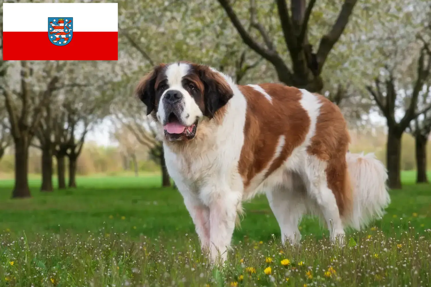 Saint Bernard puppies and breeders Thuringia Here you can find Saint Bernard breeders in Thuringia.