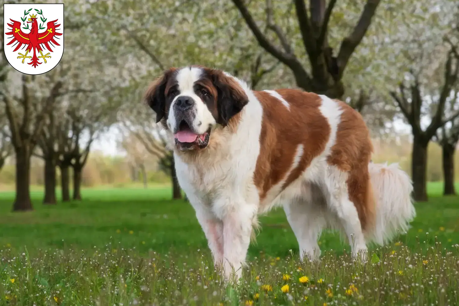 St. Bernard puppies and breeders Tyrol Here you can find Saint Bernard breeders in Tyrol.