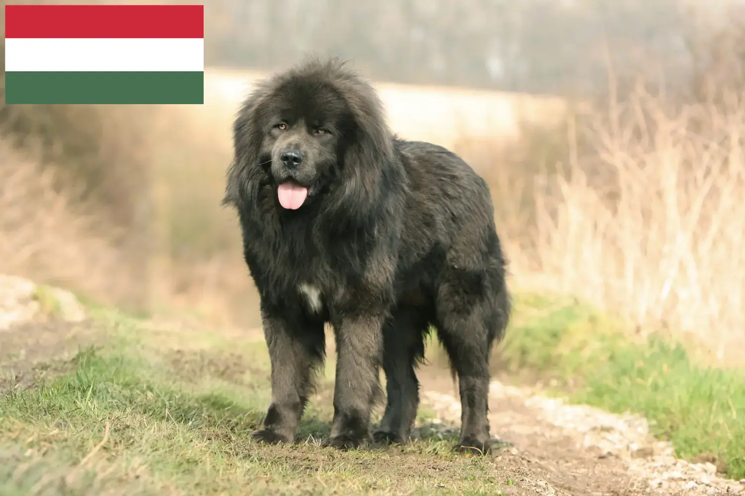 Tibetan Mastiff puppies and breeder Hungary Here you can find Tibetan Dog breeders in Hungary.