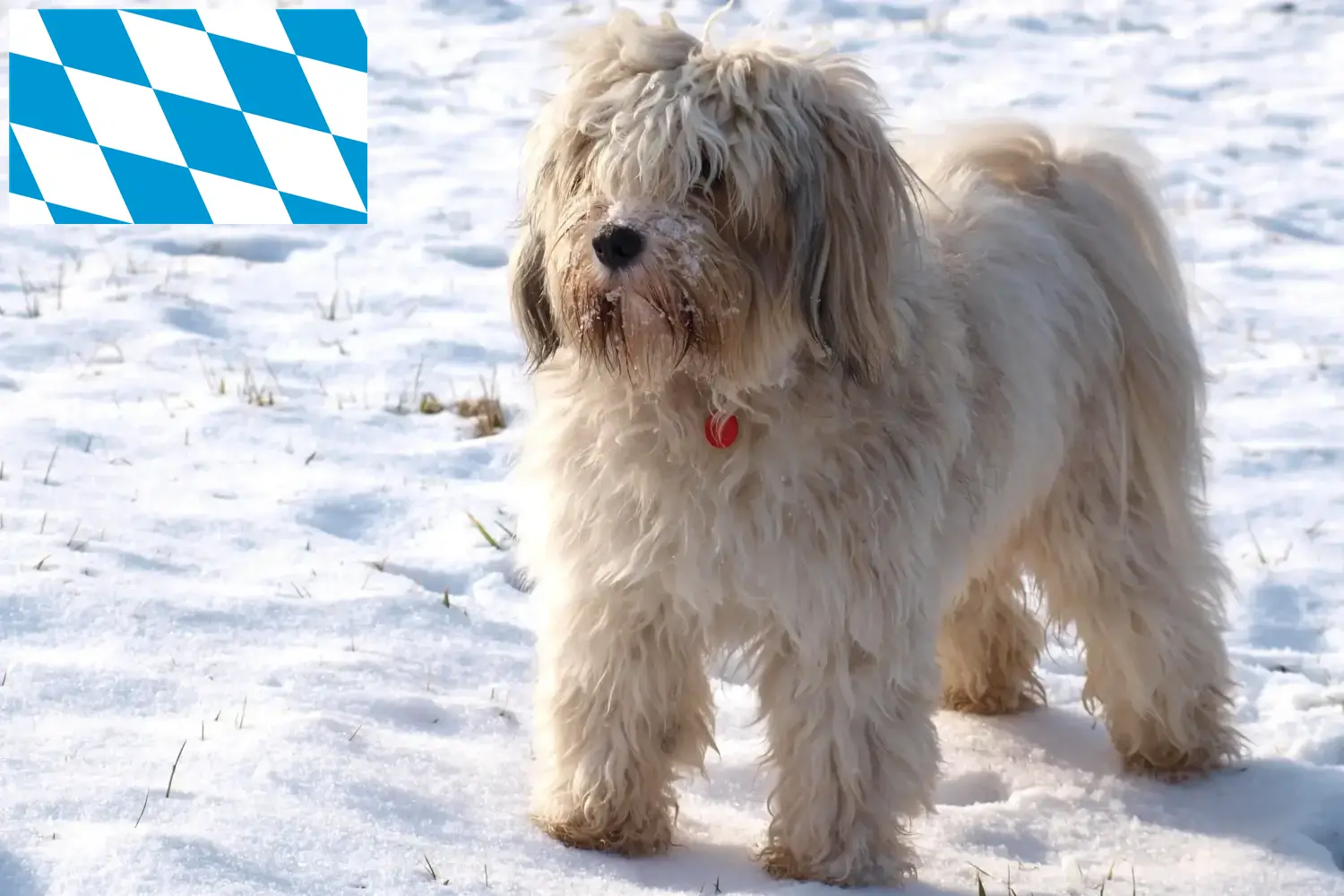 Tibetan Terrier puppies and breeders Bavaria Find Tibetan Terrier breeders in Bavaria.