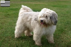 Read more about the article Tibetan Terrier breeders and puppies in Brittany