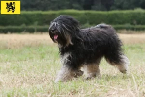 Read more about the article Tibetan Terrier breeders and puppies in Flanders