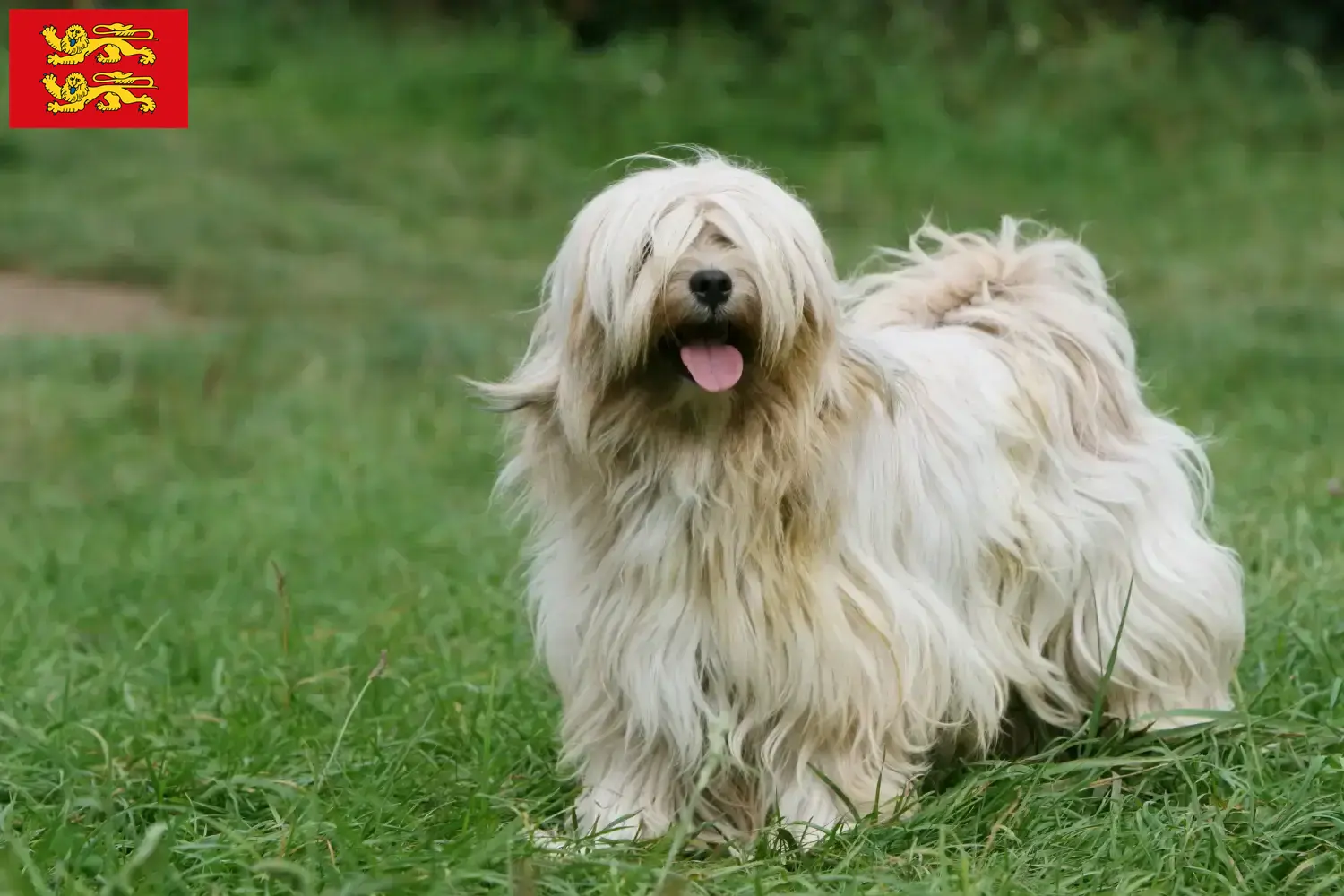 Tibetan Terrier puppies and breeders Normandy Find Tibetan Terrier breeders in Normandy.