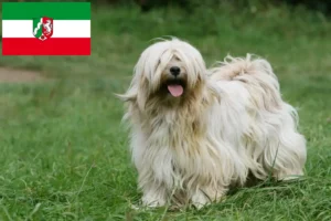 Read more about the article Tibetan Terrier breeders and puppies in North Rhine-Westphalia